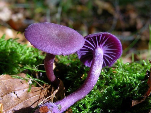 Laccaria amethystina 1000 images about Amethyst Deceiver Laccaria amethystina on