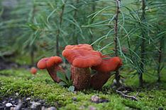 Laccaria bicolor httpsuploadwikimediaorgwikipediacommonsthu