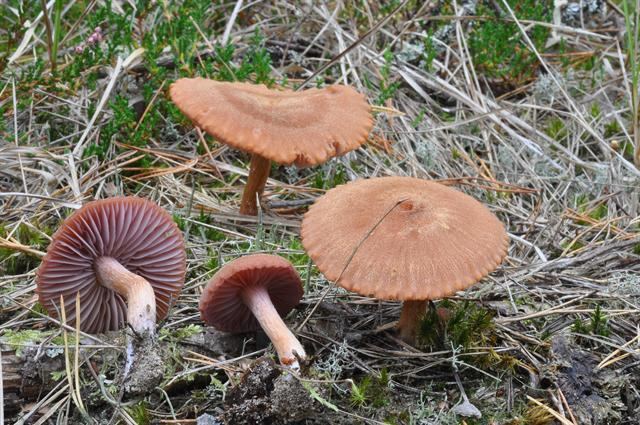 Laccaria bicolor Laccaria bicolor Bicoloured deceiver Laccaria laccata var bicolor