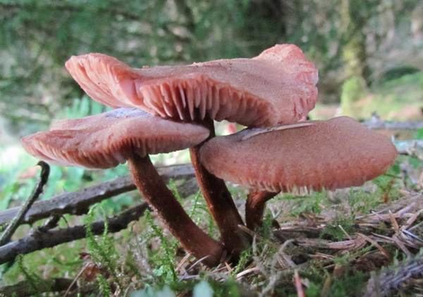 Laccaria bicolor Laccaria bicolor Bicoloured Deceiver mushroom