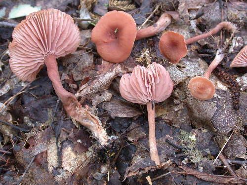 Laccaria bicolor Laccaria bicolor a mutualistic fungus and pioneer in genome