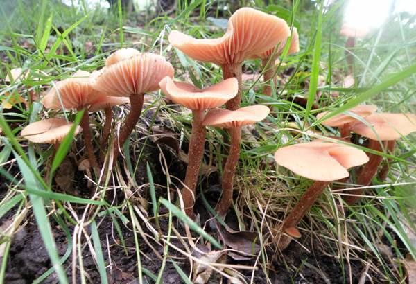 Laccaria Laccaria laccata Deceiver mushroom