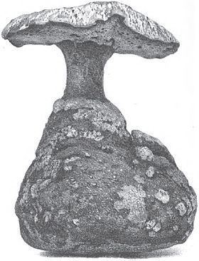 Laccocephalum basilapidoides httpsuploadwikimediaorgwikipediacommonsthu