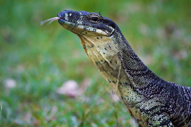 Lace Monitor in Tamborine National Park, Cedar Creek Falls, Queensland, Australia.jpg