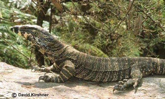 Lace monitor MONITOR Varanus varius THE REPTILES OF AUSTRALIA