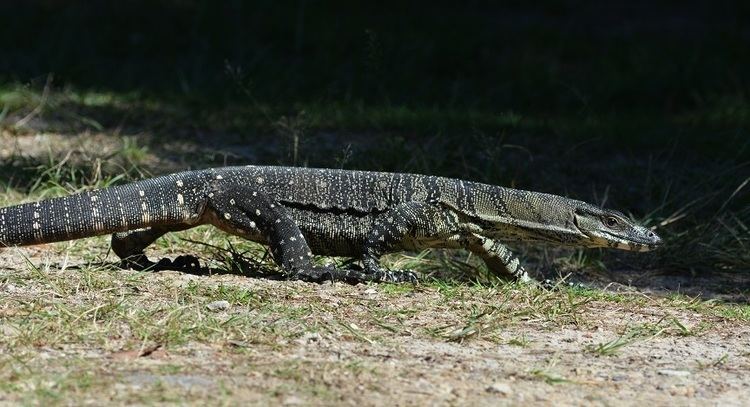 LACE MONITOR - My Thatched Hut