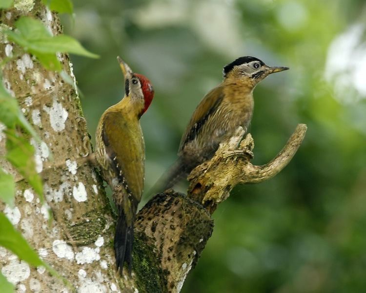 Laced woodpecker FileLaced woodpecker pairjpg Wikimedia Commons