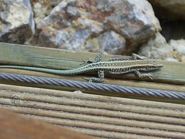 Lacerta oertzeni Anatololacerta oertzeni syn Lacerta oertzeni Lizard Balcanicainfo