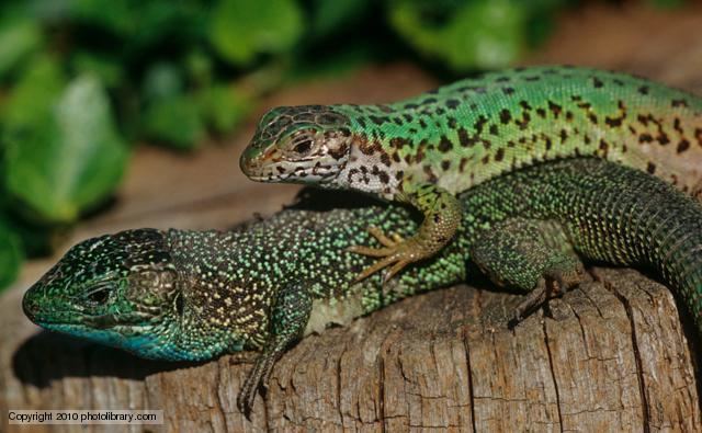 Lacertidae BBC Nature Wall lizards videos news and facts
