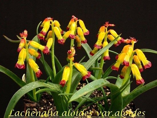 Lachenalia Pacific Bulb Society Lachenalia Species One