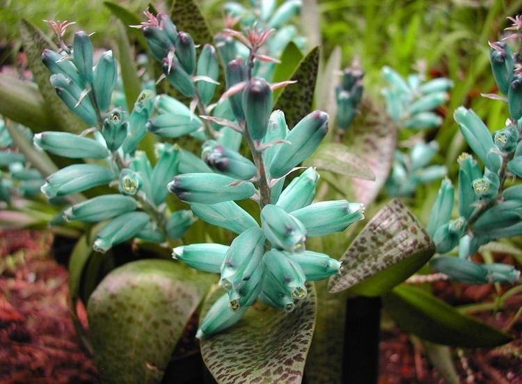 Lachenalia viridiflora quotTurquoise Hyacinthquot