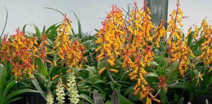 Lachenalia Lachenalia romulea