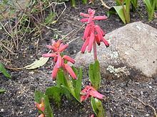 Lachenalia bulbifera httpsuploadwikimediaorgwikipediacommonsthu