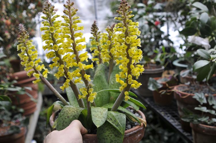 Lachenalia Growing with plants Lachenalia A New Classic and an Heirloom