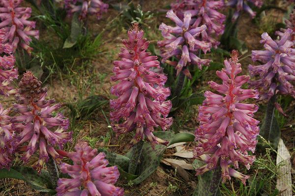 Lachenalia Pacific Bulb Society Lachenalia