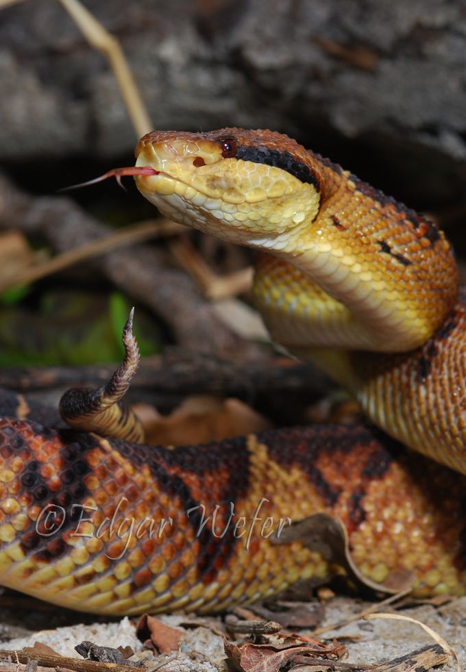 Lachesis stenophrys CalPhotos Lachesis stenophrys Central American Bushmaster