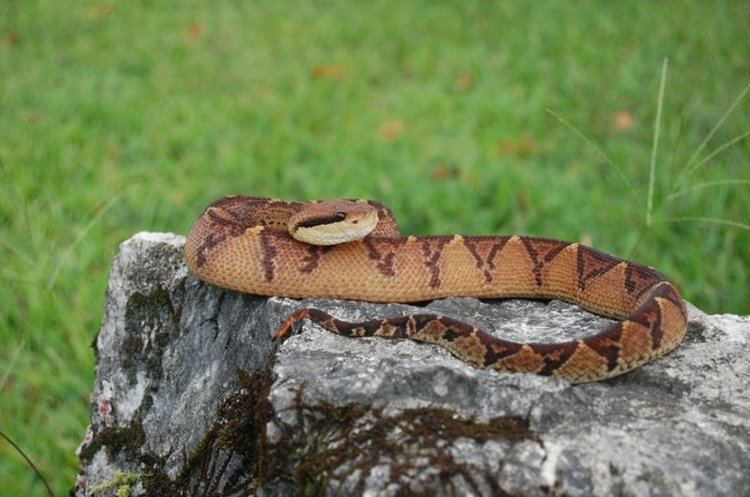 Lachesis stenophrys VenomousReptilesorg Classifieds Bushmasters Lachesis stenophrys