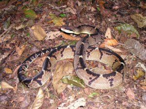 Lachesis stenophrys Lachesis stenophrys Bushmaster 2006 Brian Kubicki Costa Rica