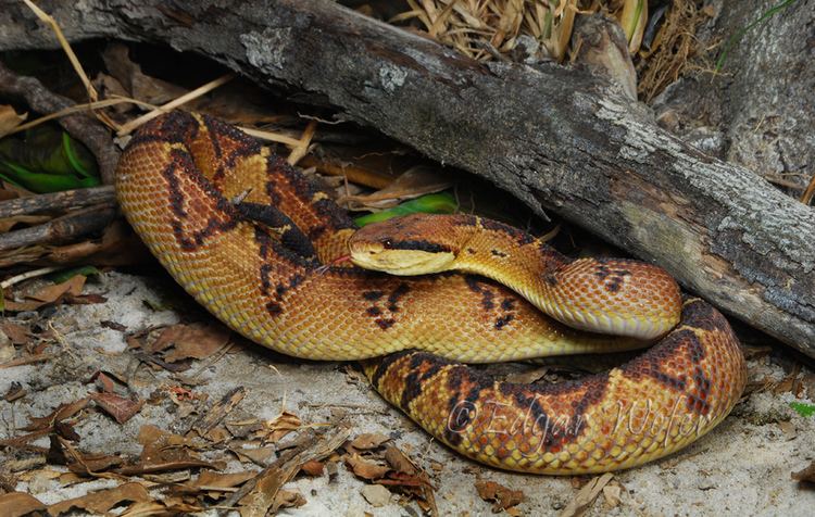 Lachesis stenophrys CalPhotos Lachesis stenophrys Central American Bushmaster