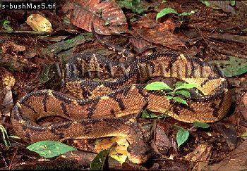 Lachesis stenophrys Lachesis stenophrys The Reptile Database