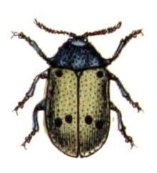 Lachnaia sexpunctata httpsuploadwikimediaorgwikipediacommonsthu