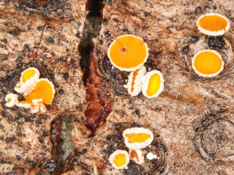 Lachnellula California Fungi Lachenllula calyciformis