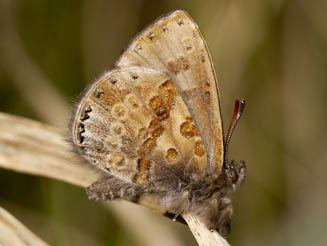 Lachnocnema wwwbiodiversityexplorerorgbutterflieslycaenida