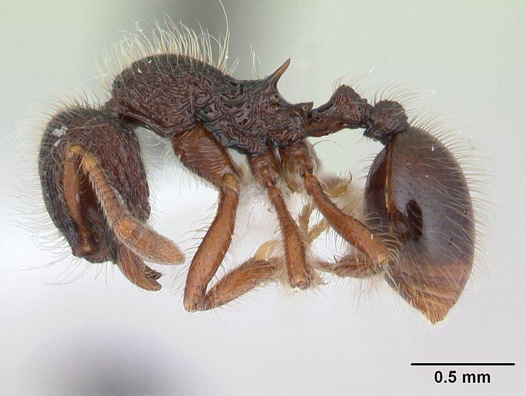 Lachnomyrmex laticeps