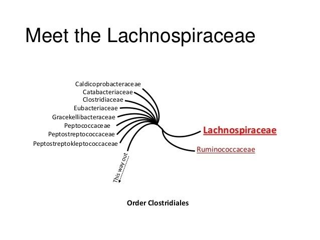 Lachnospiraceae httpsimageslidesharecdncombeikosmbe2013fin