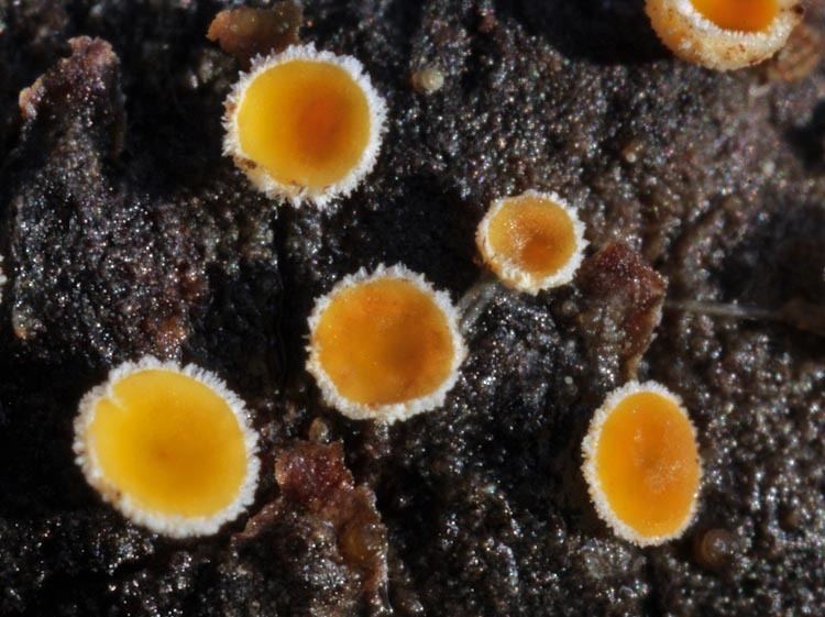 Lachnum CalPhotos Lachnum bicolor Fairy Cup Fungus