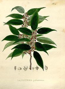Lacistemataceae httpsuploadwikimediaorgwikipediacommonsthu