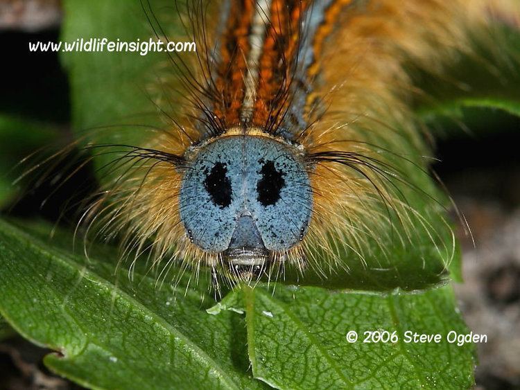 Lackey moth Lackey moth caterpillar web and moth Malacosoma neustria
