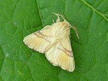Lackey moth httpsuploadwikimediaorgwikipediacommonsthu