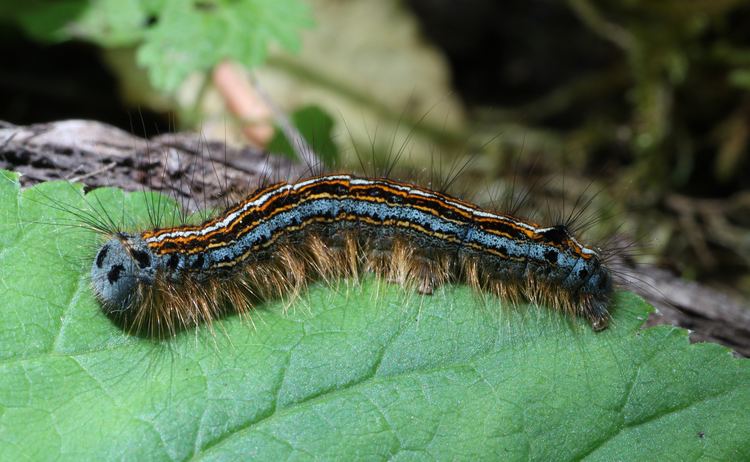 Lackey moth Lackey moth Wikipedia