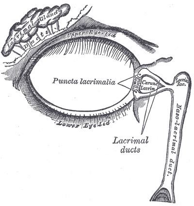 Lacrimal apparatus
