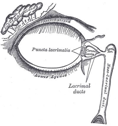 Lacrimal canaliculi