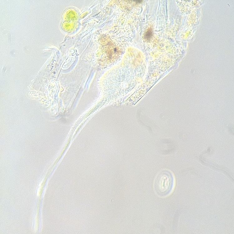 Lacrymaria (ciliate)
