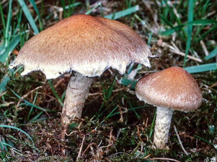 Lacrymaria (fungus) California Fungi Lacrymaria lacrymabunda