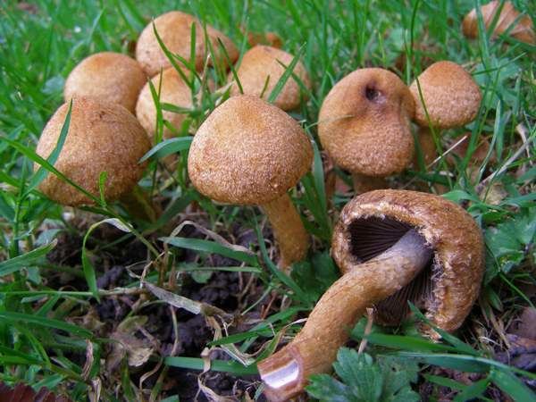 Lacrymaria (fungus) Lacrymaria lacrymabunda Weeping Widow mushroom