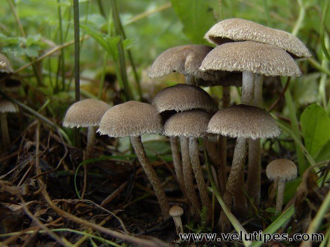 Lacrymaria (fungus) Lacrymaria lacrymabunda nurmihaprakas Natural Fungi in Finland