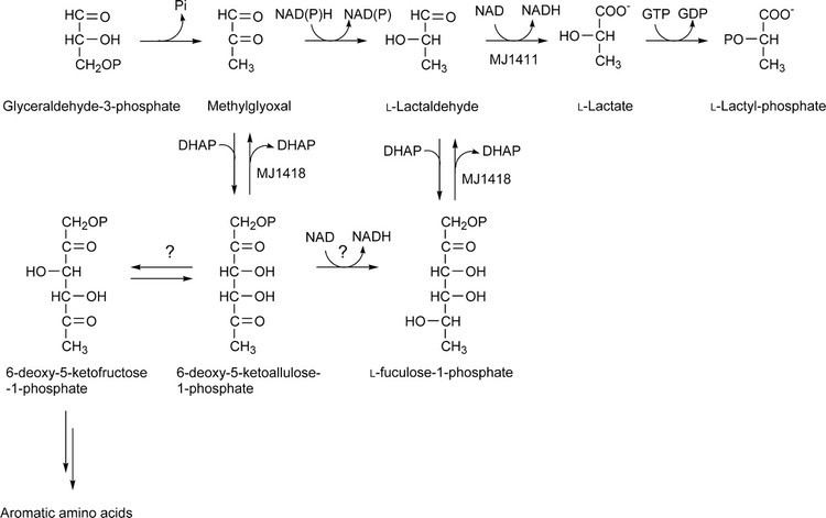Lactaldehyde Identification of Lactaldehyde Dehydrogenase in Methanocaldococcus