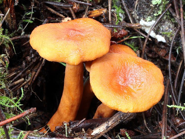 Lactarius California Fungi Lactarius rubidus