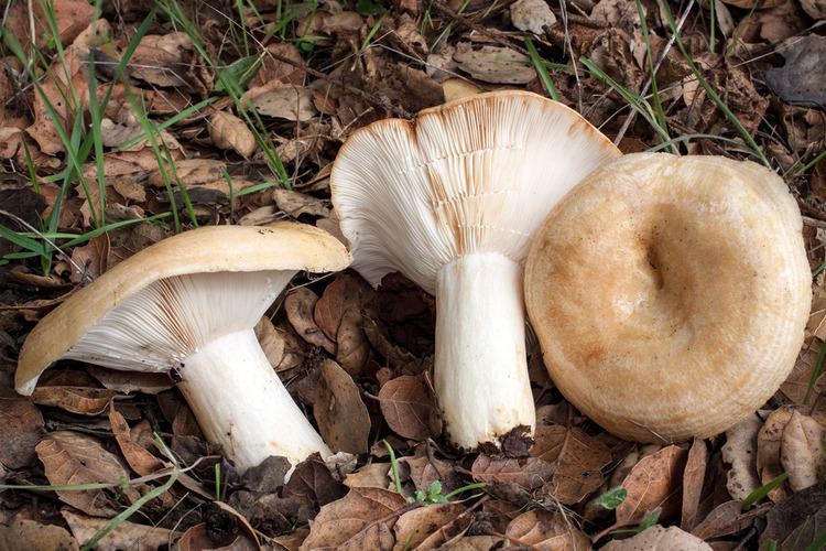 Lactarius California Fungi Lactarius alnicola