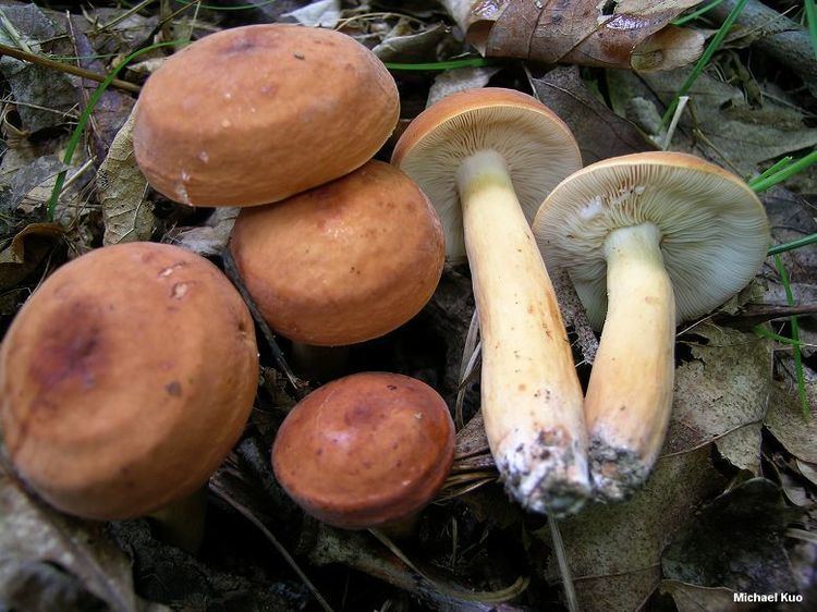 Lactarius Lactarius volemus MushroomExpertCom