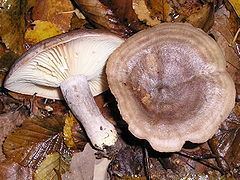 Lactarius httpsuploadwikimediaorgwikipediacommonsthu