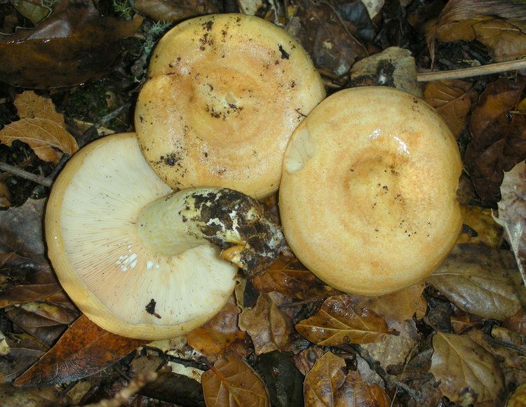 Lactarius alnicola - Alchetron, The Free Social Encyclopedia