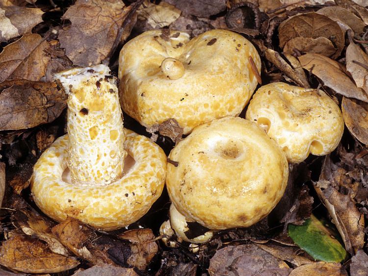 Lactarius alnicola California Fungi Lactarius alnicola