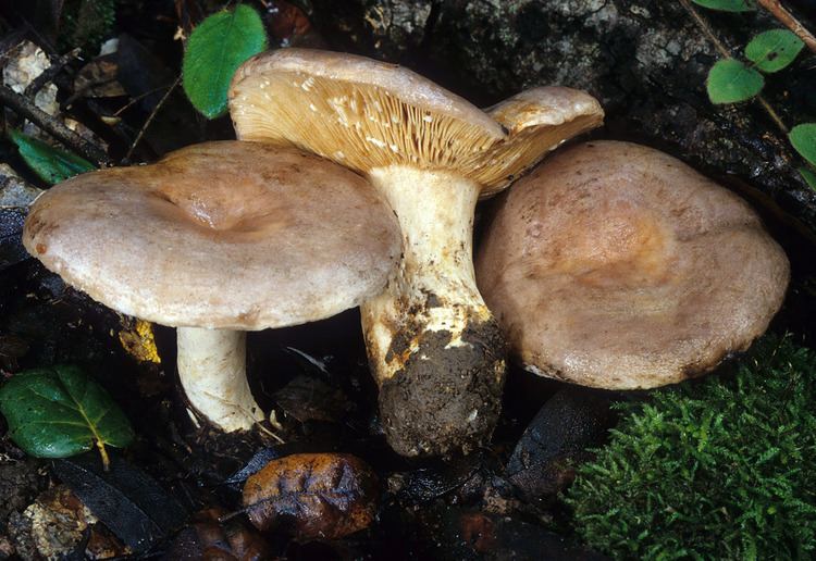 Lactarius argillaceifolius California Fungi Lactarius argillaceifolius