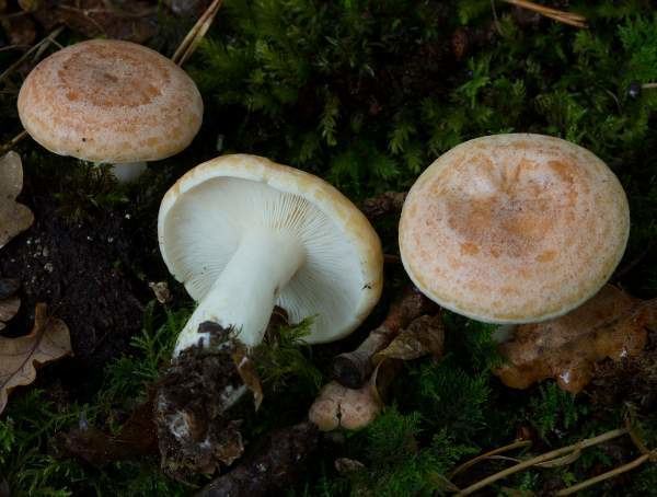 Lactarius chrysorrheus Lactarius chrysorrheus Yellowdrop Milkcap mushroom