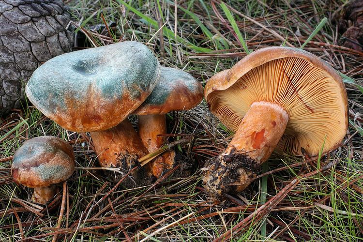 Lactarius deliciosus California Fungi Lactarius deliciosus